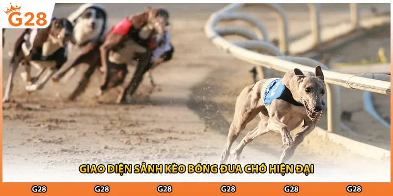 Giao diện sảnh kèo bóng đua chó hiện đại
