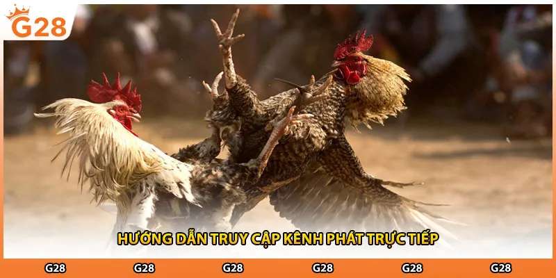 Hướng dẫn truy cập kênh phát trực tiếp